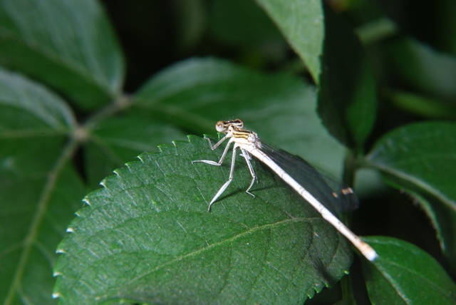 Libellula - Platycnemis pennipes (femmina)